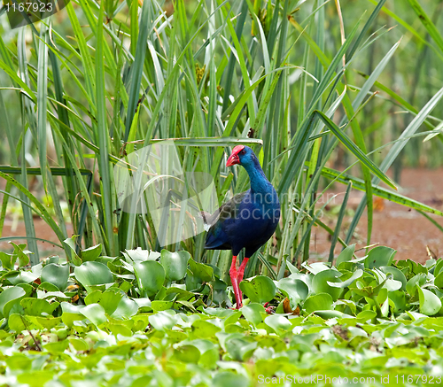 Image of Purple Swamphen