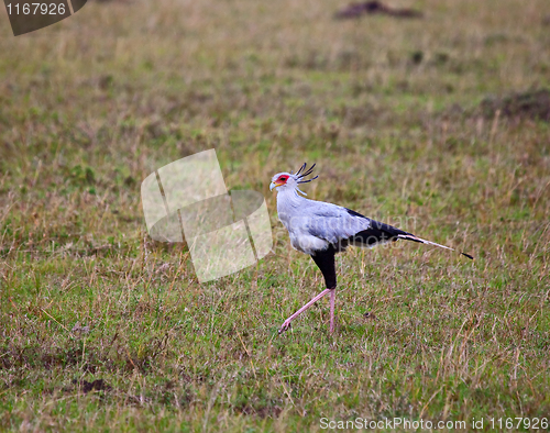 Image of Secretary Bird