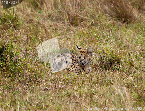 Image of Serval on the Masai Mara