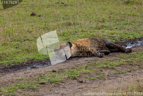 Image of Spotted Hyena relaxing