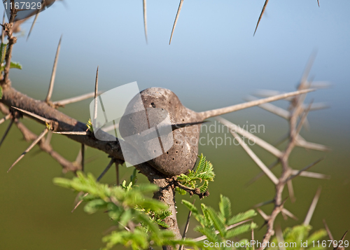 Image of Swollen Thorn Acacia