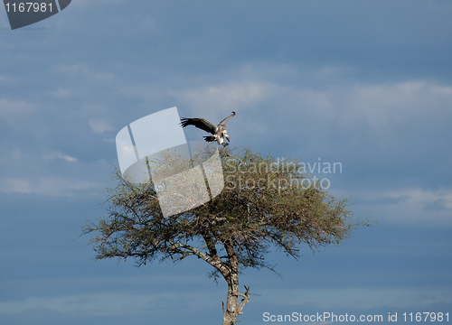 Image of African White-backed Vulture landing