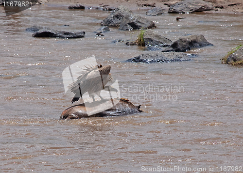 Image of Vulture on carcase in the Mara River