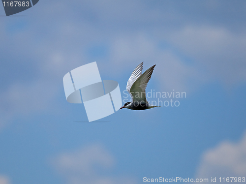 Image of Whiskered Tern against sky