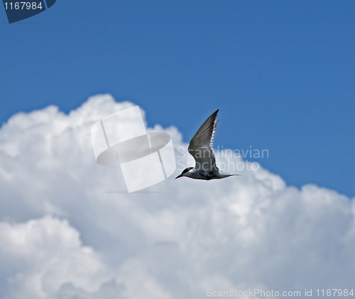Image of Whiskered Tern against blue sky and clouds
