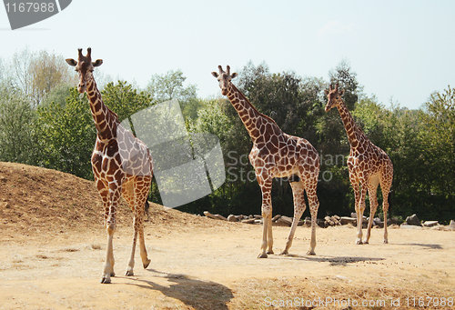 Image of Three giraffes