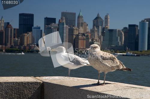 Image of New York birds