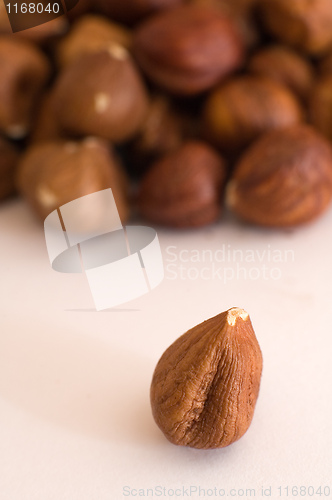 Image of Filbert nuts