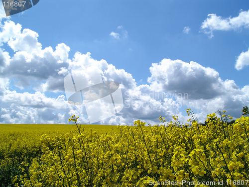 Image of rape and sky