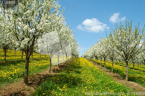 Image of Cherry garden