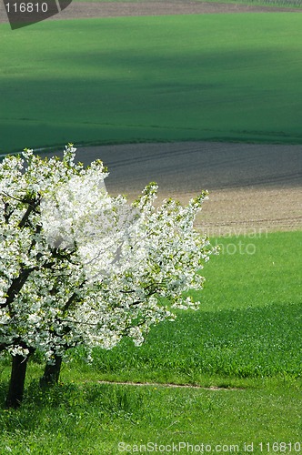 Image of Spring landscape