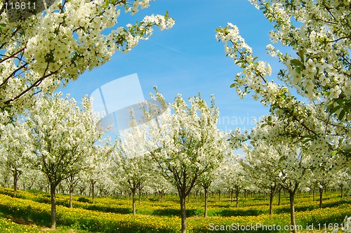 Image of Blossoming cherry garden