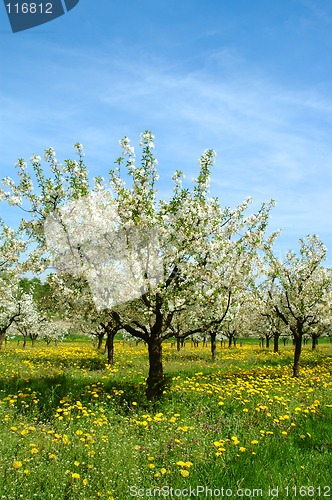 Image of Cherry-trees