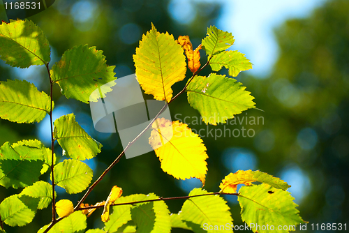 Image of Green leaves