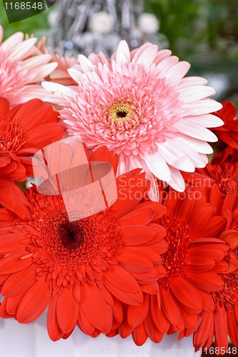 Image of gerbera flowers