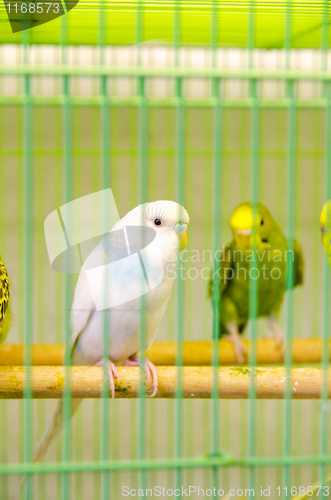 Image of parrots