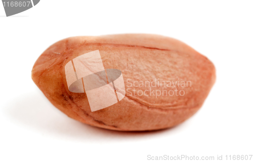 Image of one raw peanut