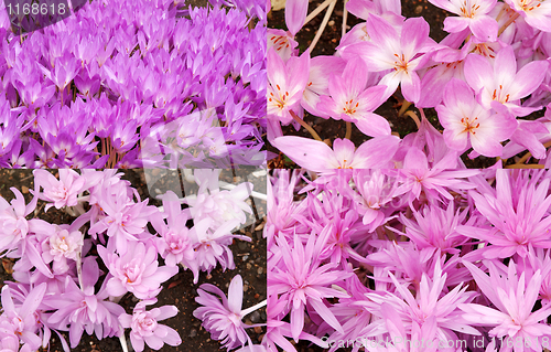 Image of Collage background of purple crocuses