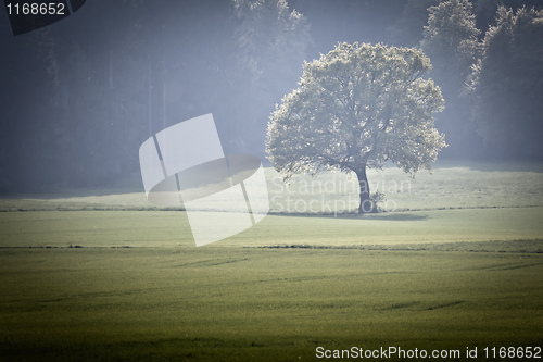 Image of Forest