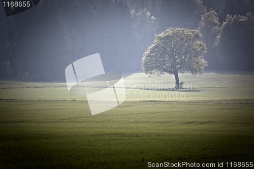 Image of Forest