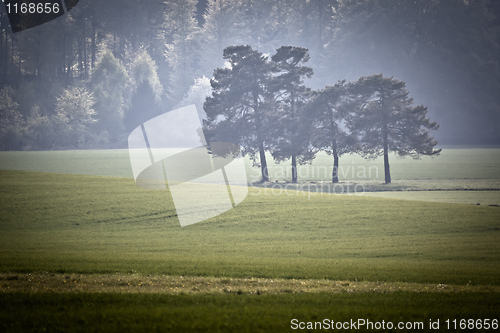 Image of Forest