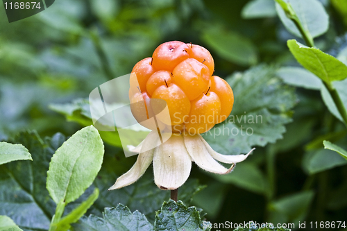 Image of Cloudberry