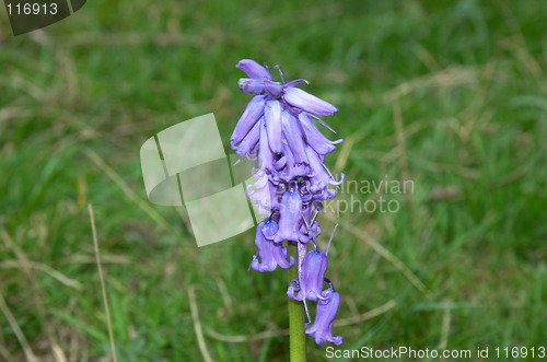 Image of Bluebell