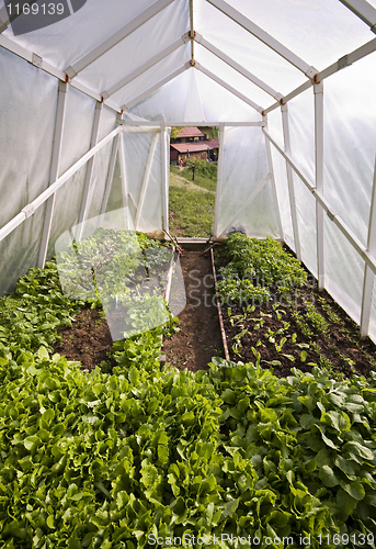 Image of Greenhouse