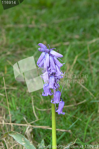 Image of Bluebell
