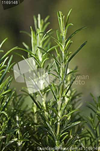 Image of Rosemary