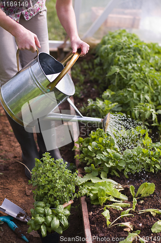 Image of Watering