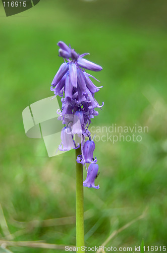 Image of Bluebell