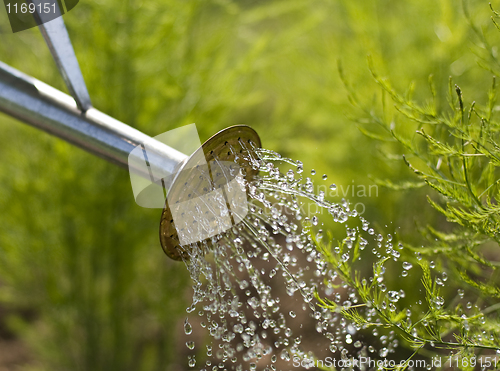 Image of Watering