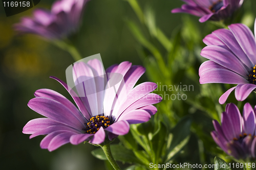 Image of African daisy