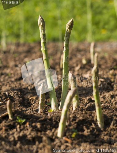 Image of Asparagus