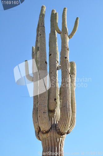 Image of Cactus in the Desert