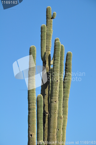 Image of Cactus in the Desert