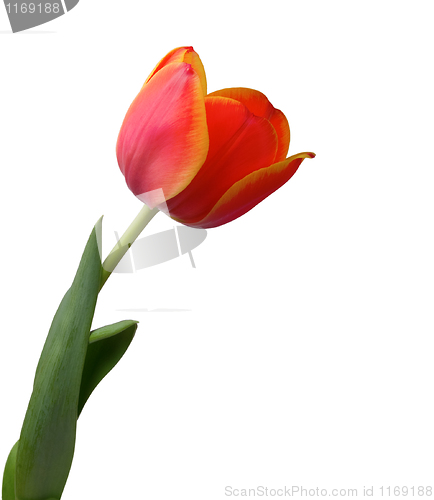 Image of Tulip