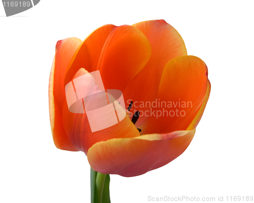 Image of Tulip bud close-up