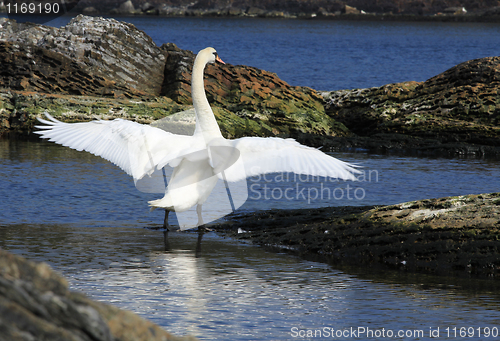 Image of Swan wave the wings.