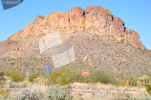 Image of Cactus in the Desert