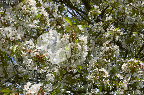 Image of Cherry blossom