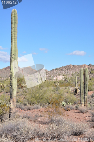 Image of Cactus in the Desert