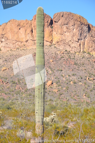 Image of Cactus in Desert