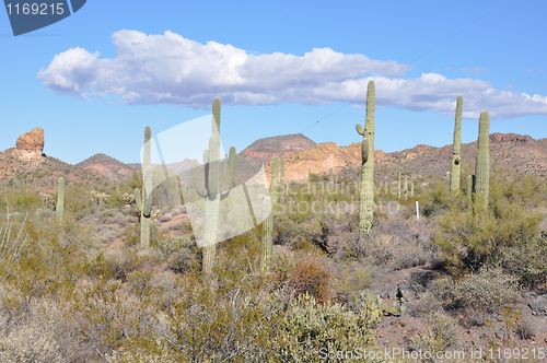 Image of Cactus in Desert