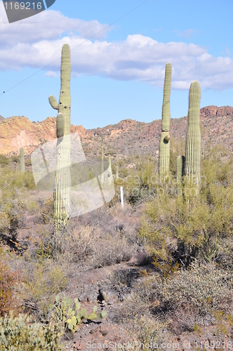 Image of Cactus in Desert