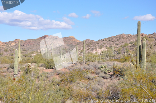 Image of Cactus in Desert