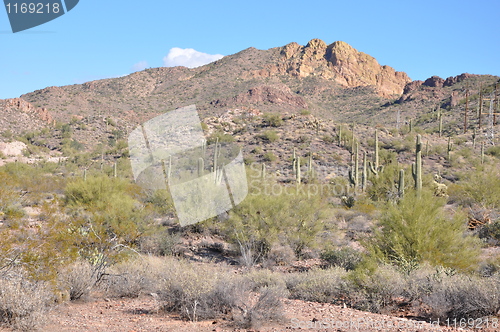 Image of Cactus in Desert