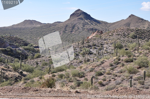 Image of Cactus in Desert