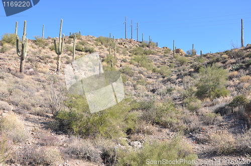 Image of Cactus in Desert